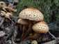Tüskés tőkegomba (Pholiota squarrosa), Budai-hegység